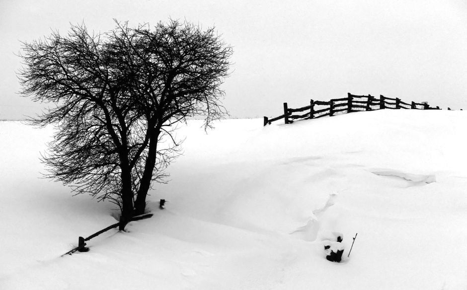 Serene winter scene featuring a leafless tree and rustic fence in Brant, Canada.