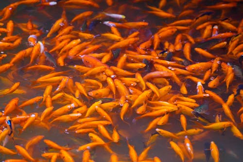 A large group of orange fish swimming in a pond