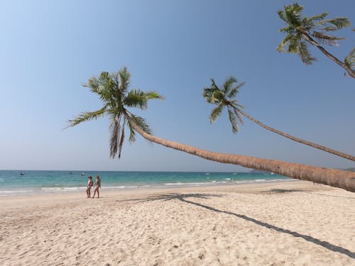 Tourists Walking Along the Beach under Horizontally Growing Palm Trees