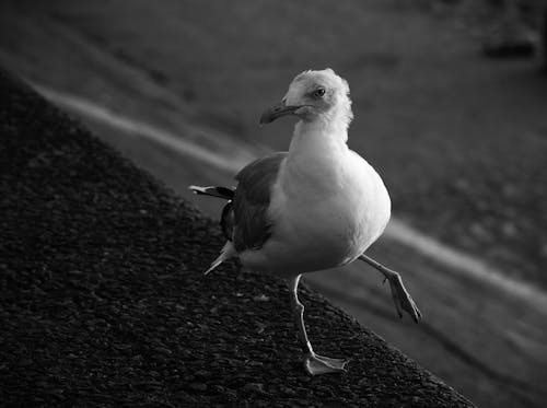 A black and white photo of a seagull walking on the ground