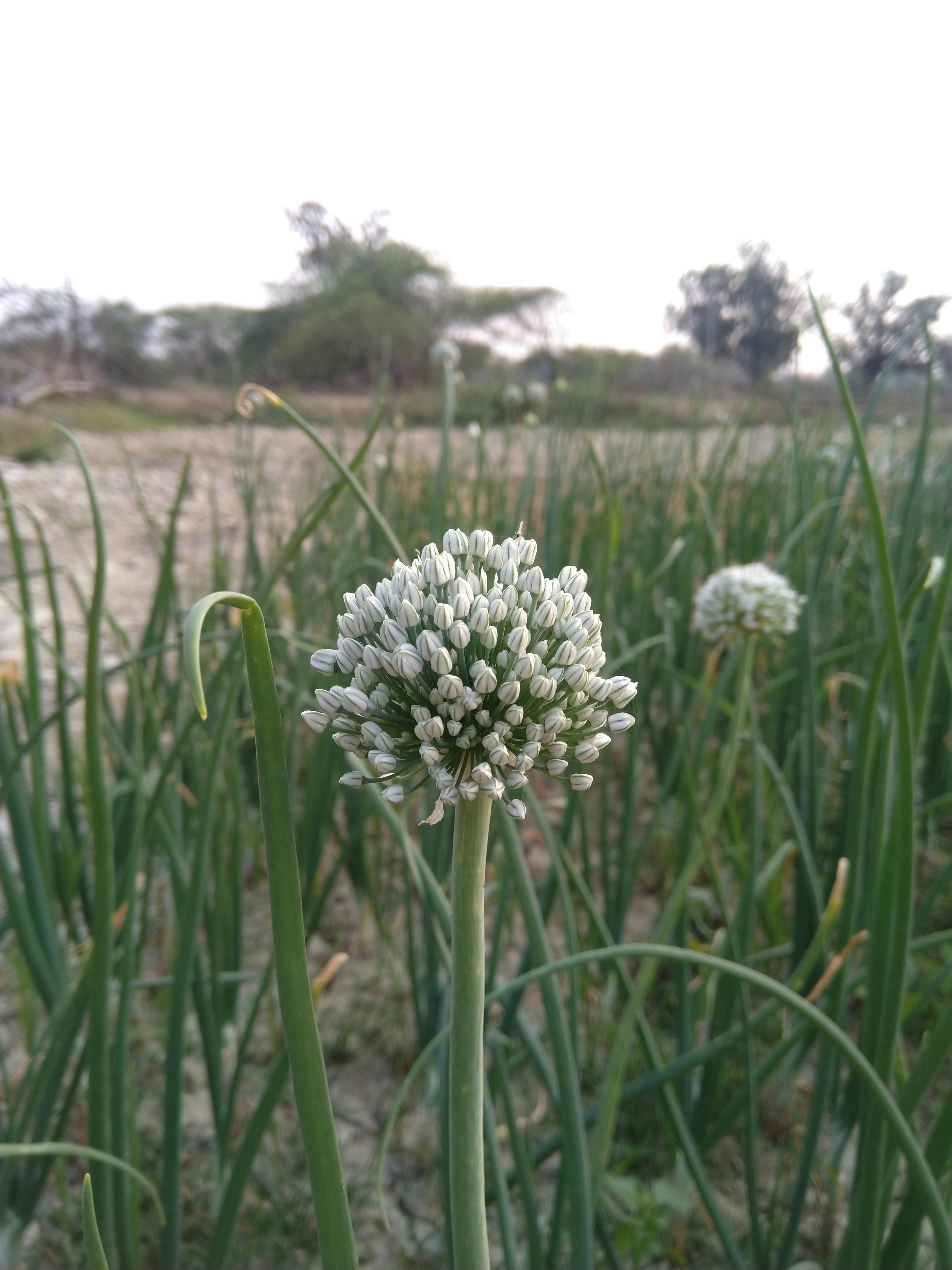 Bunga Bawang Merah In English