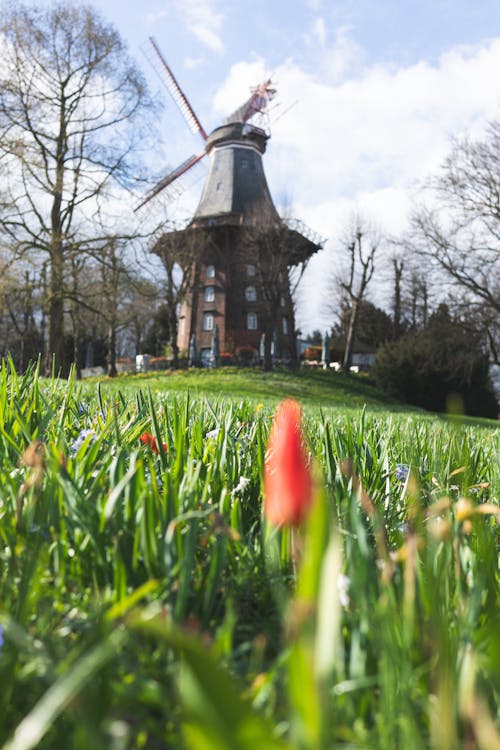 A windmill in the middle of a field with red flowers
