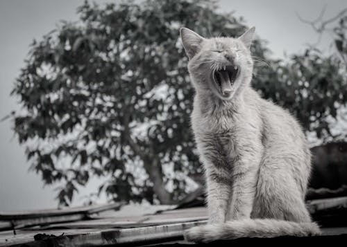 Kostnadsfri bild av djurfotografi, gapande, inhemsk