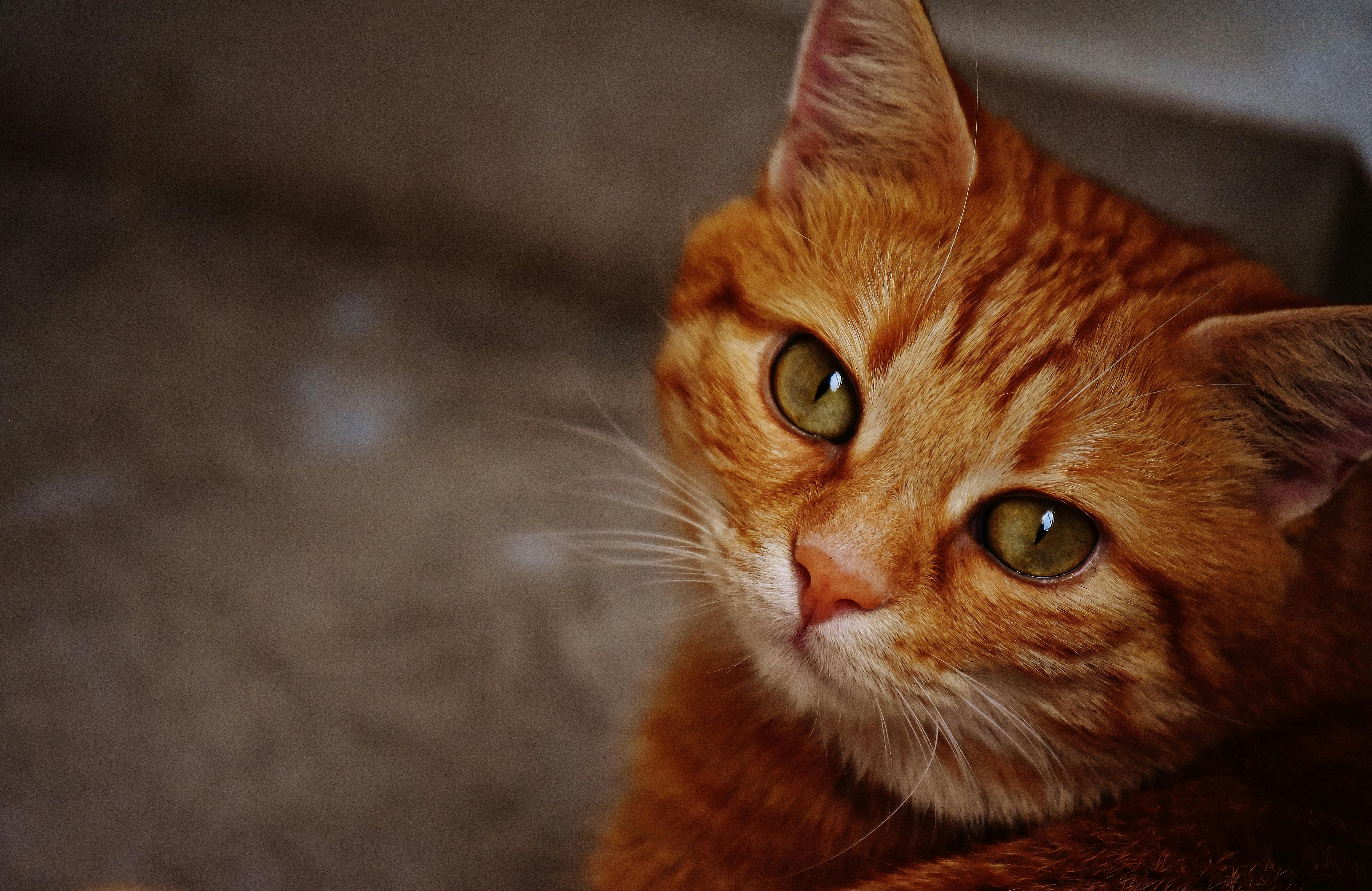 orange tabby fat