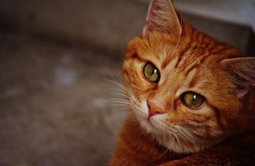 Bezpłatne Pomarańczowy Kot Pręgowany Zdjęcie z galerii