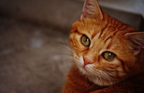 Free Charming close-up of a ginger cat gazing with captivating green eyes, indoors. Stock Photo