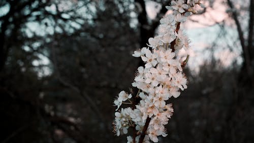 Foto stok gratis 4k, bunga, bunga musim semi