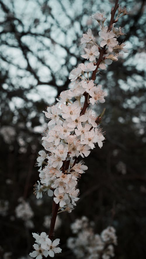 Foto stok gratis 4k, bunga, bunga musim semi