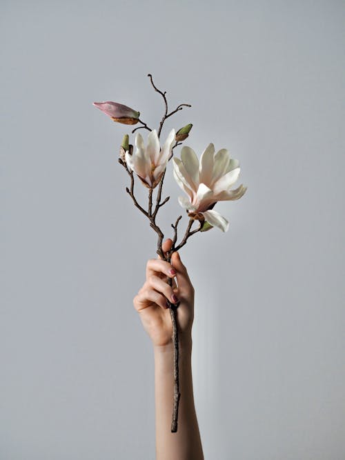 Gratis stockfoto met arm geheven, bloemen, grijze achtergrond