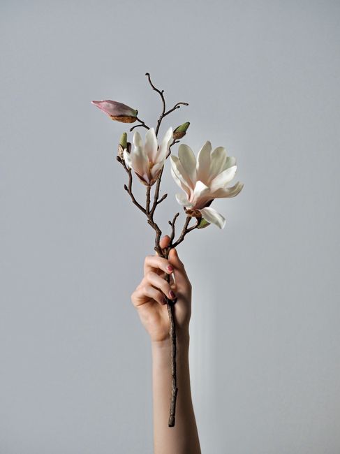 A hand lifts a branch of magnolia flowers against a gray background, symbolizing elegance.