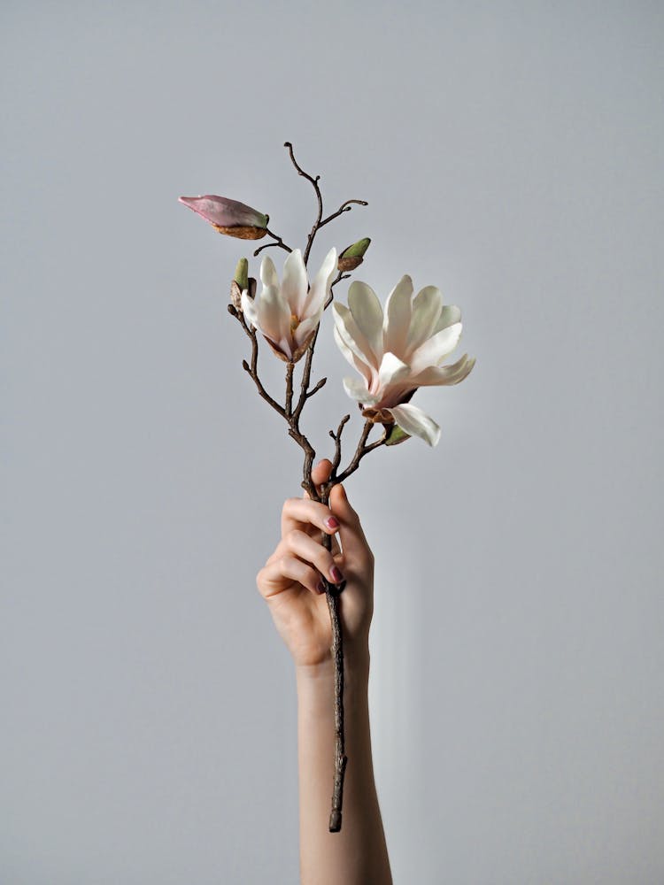 Woman Hand Holding Branch Of Flowers