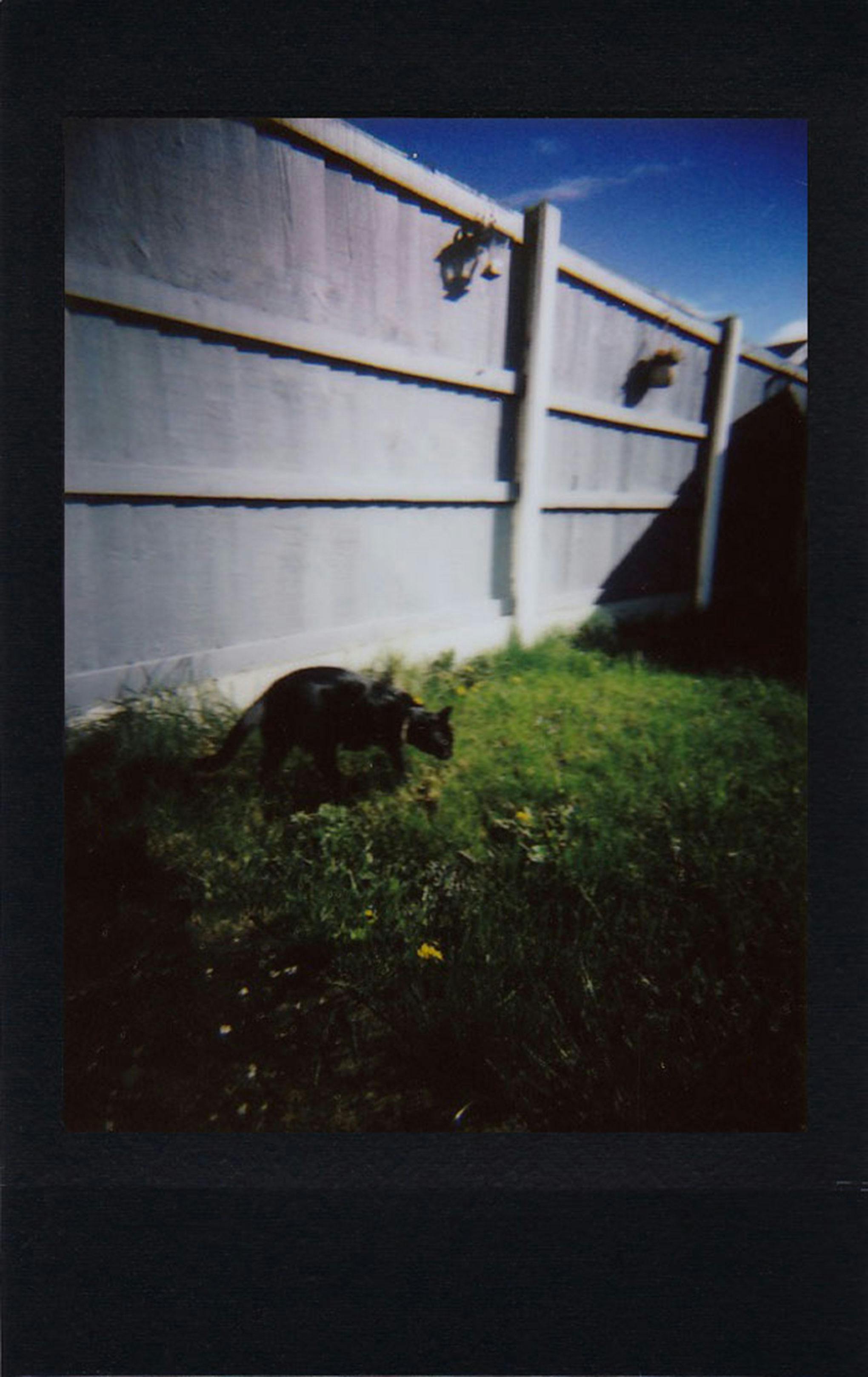 A black cat walks along a sunny garden fence, surrounded by lush green grass.