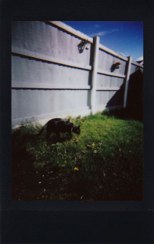 Free A black cat walks along a sunny garden fence, surrounded by lush green grass. Stock Photo