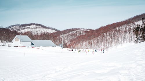 Foto stok gratis bermain ski, dingin, hutan