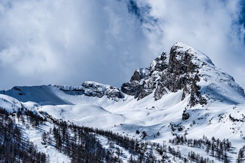 Foto d'estoc gratuïta de arbres, cim, cobert de neu