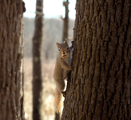 A squirrel is climbing up a tree trunk