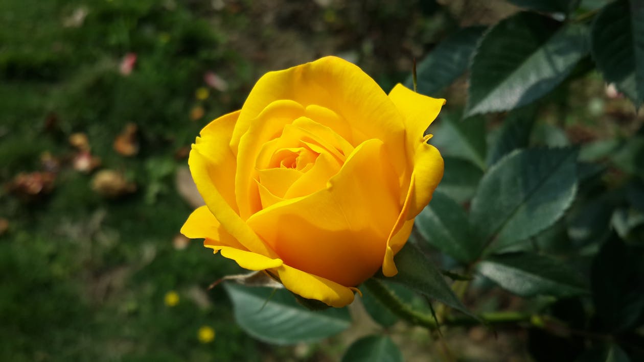 A yellow rose