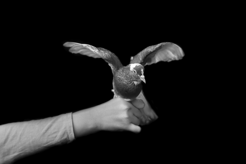 Free Monochromatic image of a pigeon perched on a hand with wings spread, highlighting avian beauty. Stock Photo