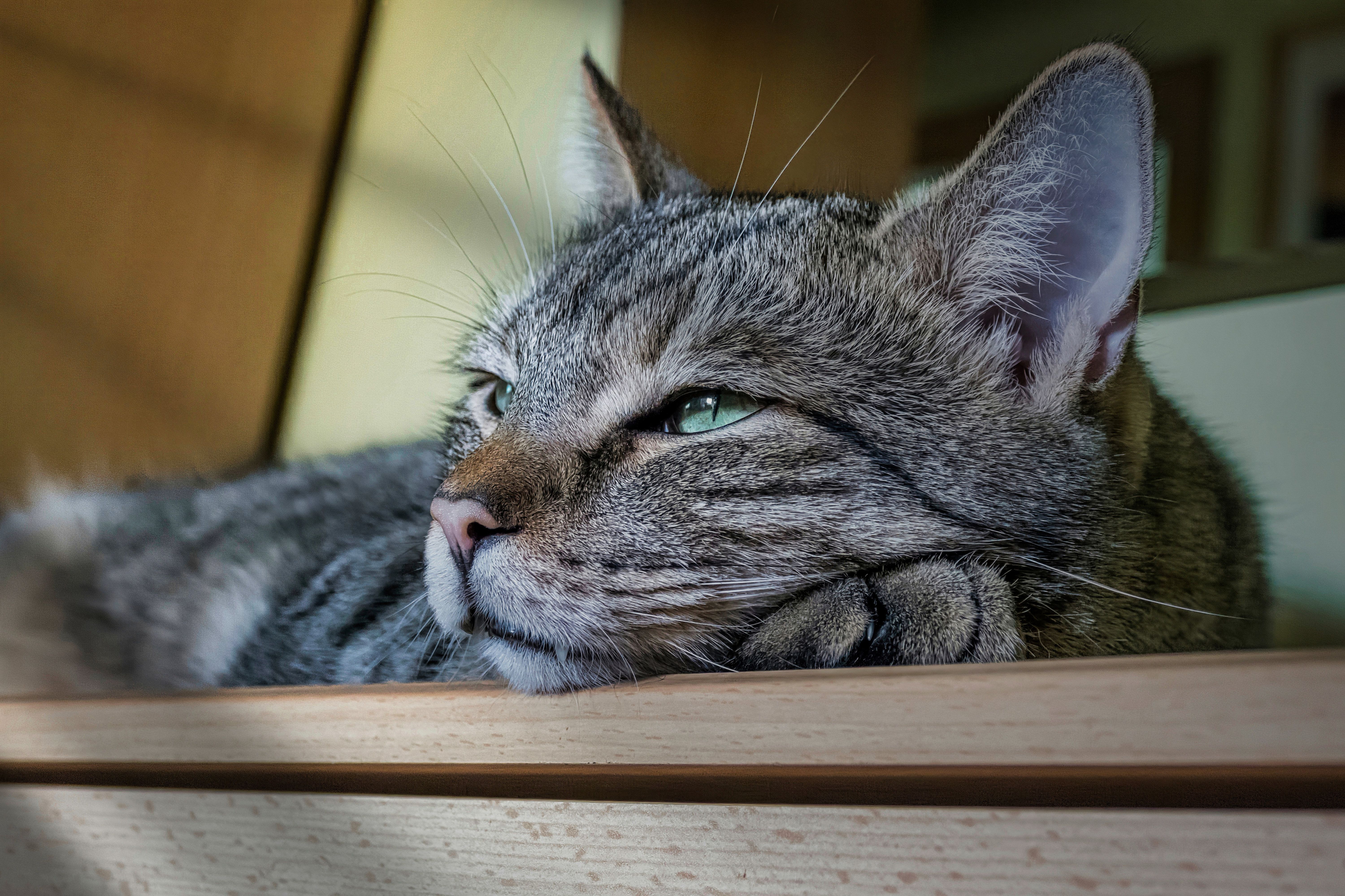 Diabète Chat Symptômes : Guide 2026