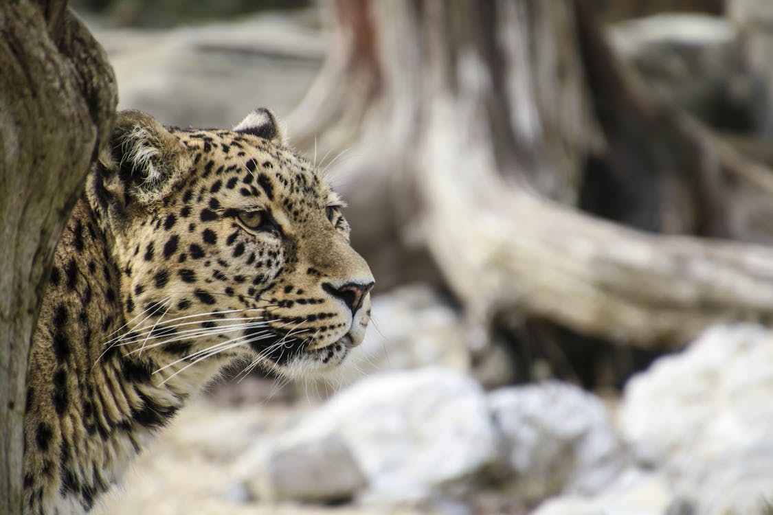 Gratis Leopardo Che Si Appoggia Dietro L'albero Foto a disposizione