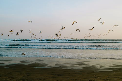 A flock of birds soaring above the beach