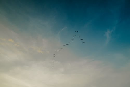 Birds crossing the sky in a V-shaped formation