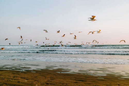 A flock of birds soaring above the beach