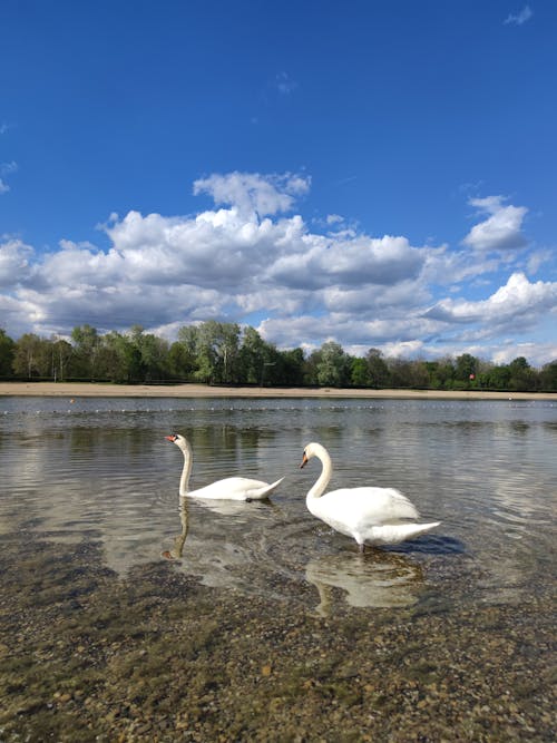 Two swans swimming in a lake with blue sky