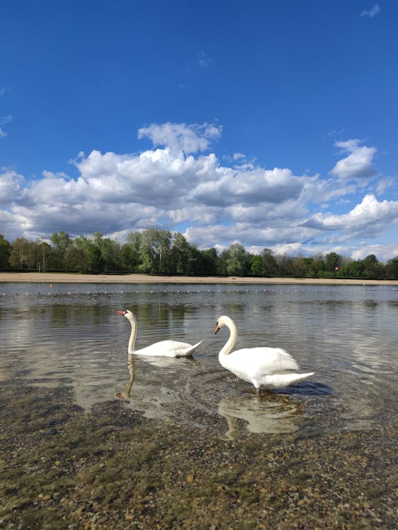 Swans on Lakeshore