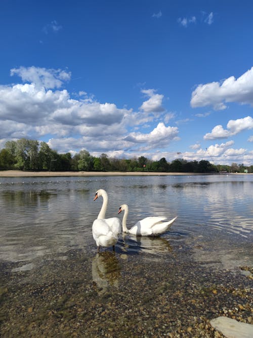 Two swans swimming in the water near a body of water