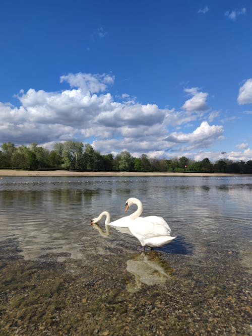 Two swans swimming in the water near a lake