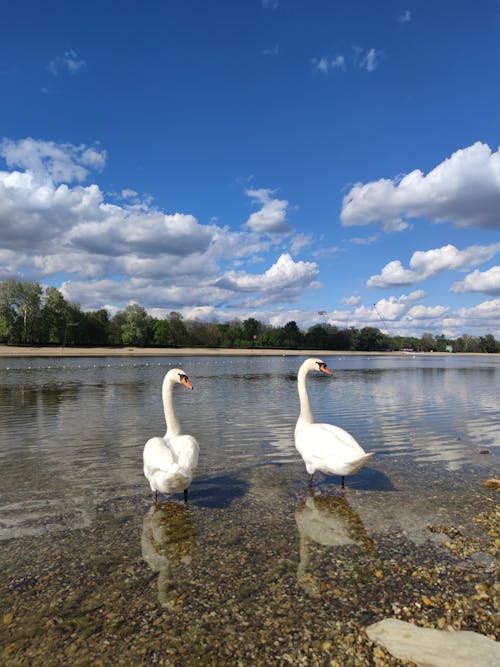 Ilmainen kuvapankkikuva tunnisteilla heijastus, järvi, joutsenet