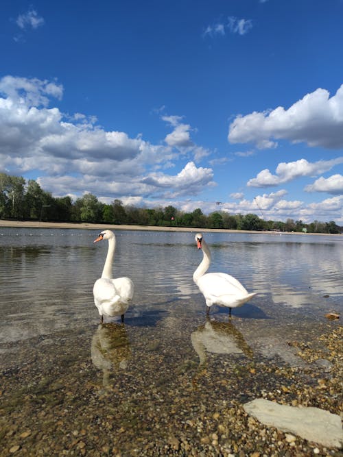 Foto profissional grátis de animais selvagens, cisnes, fotografia animal