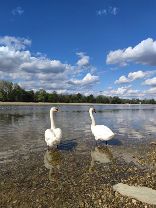 Two swans standing in the water near a lake