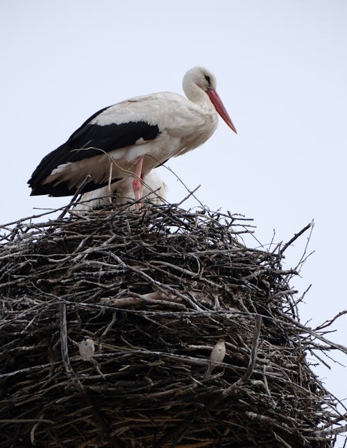 A stork is sitting on top of a nest