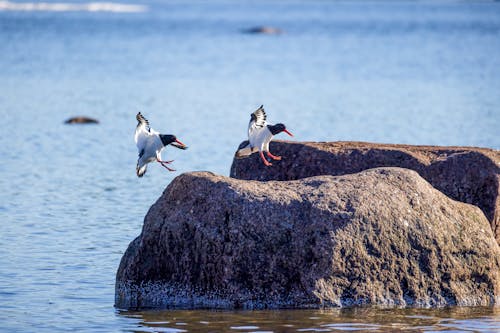 Kostenloses Stock Foto zu felsen, fliegen, lachmöwen