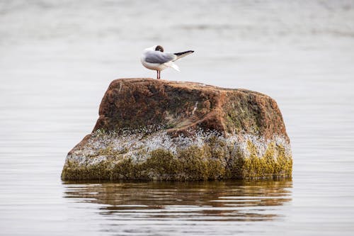 Fotobanka s bezplatnými fotkami na tému fotografie zvierat žijúcich vo voľnej prírode, kameň, more