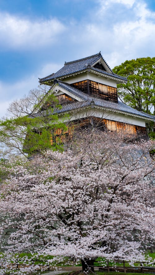 Immagine gratuita di alberi, castello di kumanoto, edificio