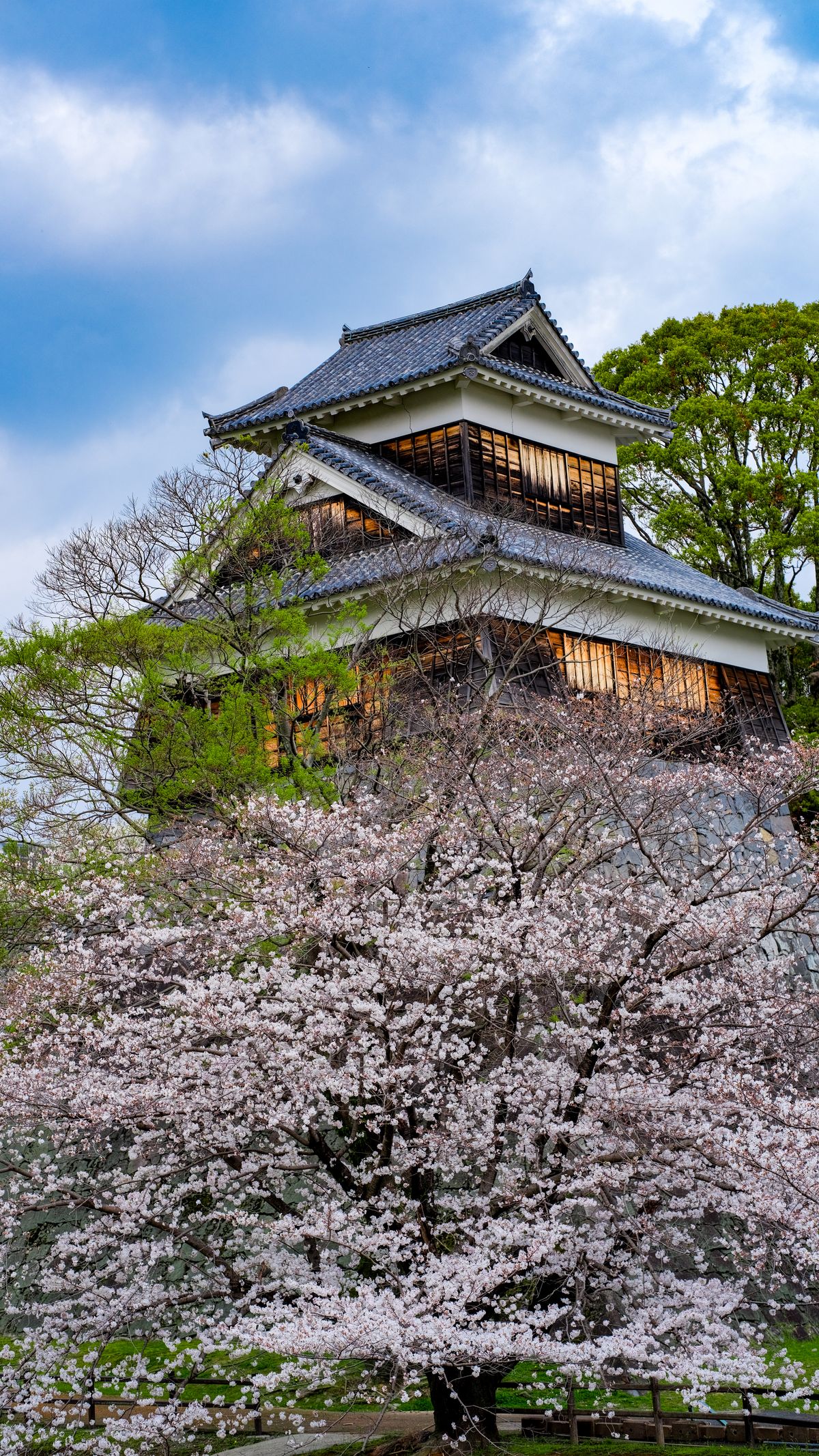 Kumamoto Castle surrounded by cherry blossoms in full bloom — the spring hanami season draws visitors from across Kyushu