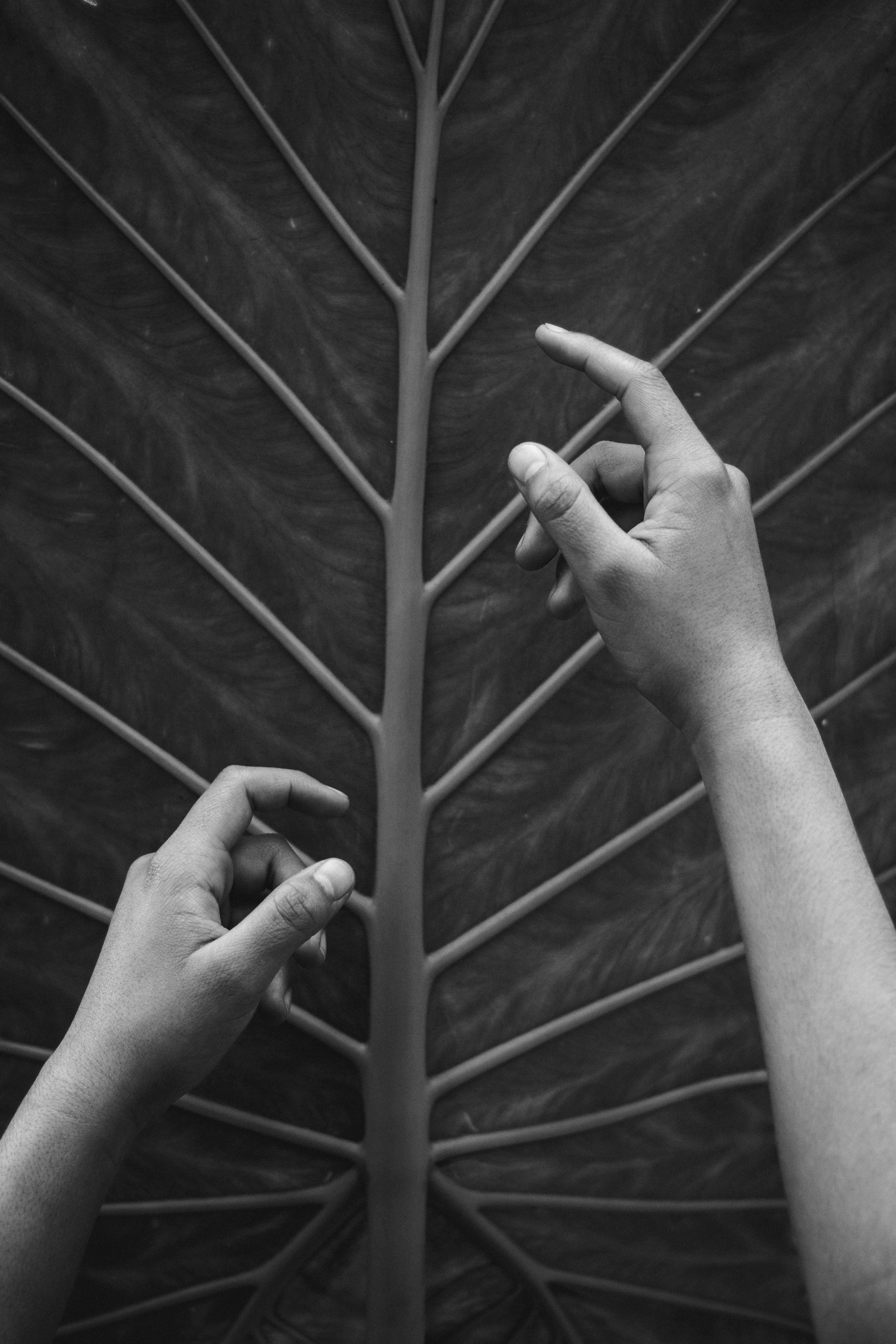 Black and white photograph of hands delicately interacting with a large tropical leaf.
