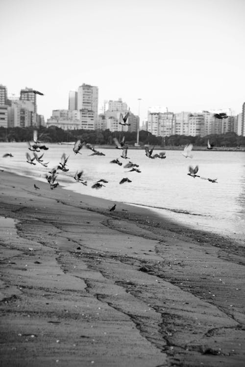 Ilmainen kuvapankkikuva tunnisteilla brasilia, kaupunkimaisema, lentäminen
