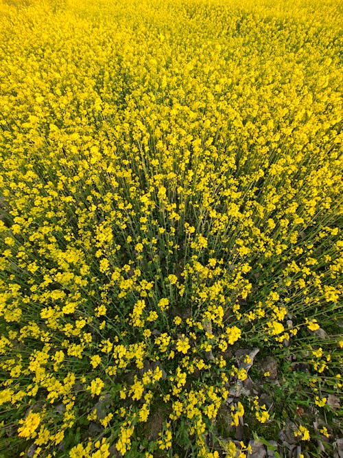 Field of oilseed in open. vertical shoot