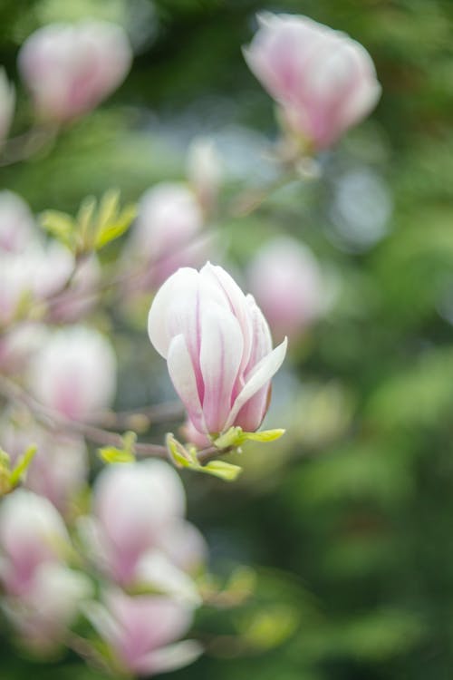 A close up of a pink flower on a tree