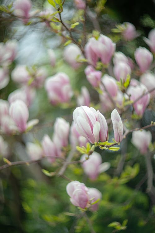 A close up of a flowering tree with pink flowers