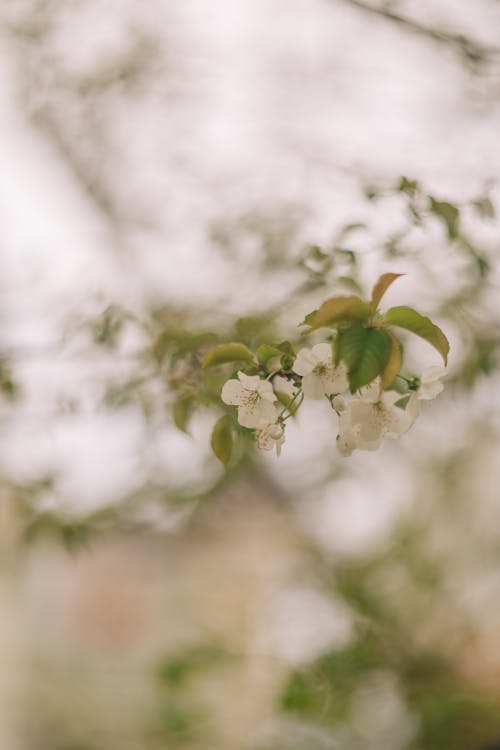 Základová fotografie zdarma na téma detail, jasmín, květ