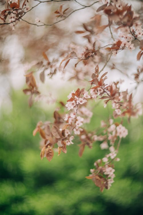 A close up of a tree with pink blossoms