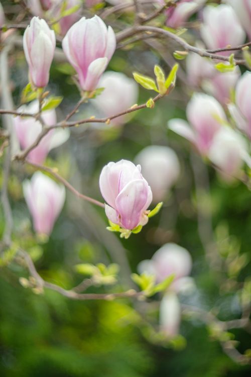 Free Close-up of pink magnolia flowers blooming on branches in springtime. Stock Photo