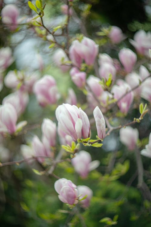 A close up of a flowering tree with pink flowers