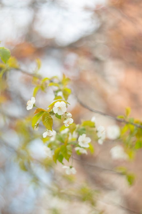 ağaç, bahar, bitki içeren Ücretsiz stok fotoğraf