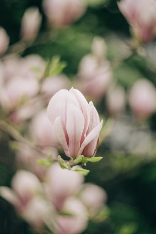 Fotobanka s bezplatnými fotkami na tému extrémny detail, flóra, jar